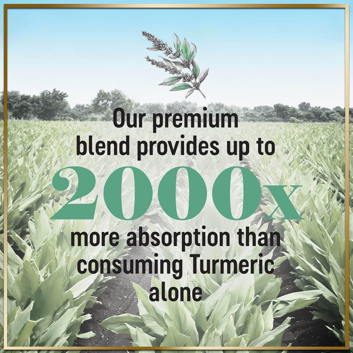 Turmeric Curcumin Supplement with 95% Curcuminoids, Organic Turmeric & Ginger 1750mg, BioPerine Black Pepper for Best Absorption, Nature's Vegan Joint Support, Non-GMO, Bottled in USA - 240 Count